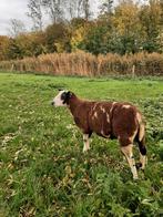 Bonte dekram, Dieren en Toebehoren, Schapen, Geiten en Varkens