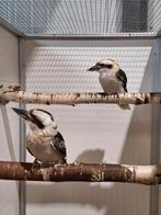 Koppel kookaburra's., Dieren en Toebehoren, Meerdere dieren, Tropenvogel, Geringd
