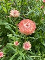 SALMON ROSE - STROBLOEM, Ophalen of Verzenden, Volle zon