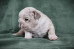Old English bulldog - Engelse bulldog, Dieren en Toebehoren, Honden | Bulldogs, Pinschers en Molossers, Fokker | Hobbymatig, Rabiës (hondsdolheid)