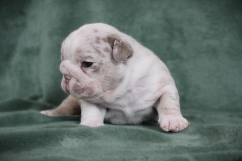 Old English bulldog - Engelse bulldog, Dieren en Toebehoren, Honden | Bulldogs, Pinschers en Molossers, Meerdere dieren, Bulldog