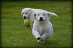 Golden Retriever pups, Dieren en Toebehoren, Rabiës (hondsdolheid), Meerdere, Golden retriever, 8 tot 15 weken