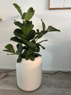 Vioolplant in pot Elho, Huis en Inrichting, Ophalen, In pot, Halfschaduw, Minder dan 100 cm