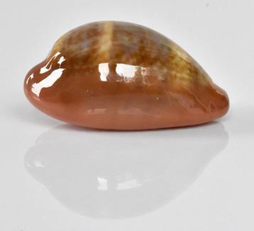 Schelpen: Cypraea pyrum insularum f. nigromarginata 31,4mm  beschikbaar voor biedingen