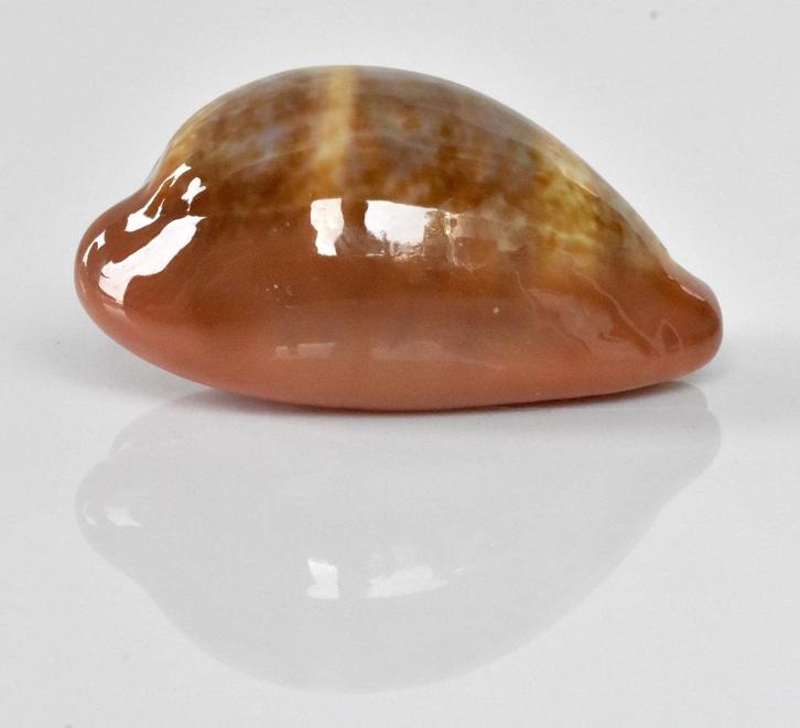 Schelpen: Cypraea pyrum insularum f. nigromarginata 31,4mm, Verzamelen, Mineralen en Fossielen, Schelp(en), Ophalen of Verzenden