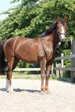 Pony beschikbaar voor de lease, Verzorging of Verzorgpony's