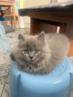 Brits kort-langhaar kitten, Dieren en Toebehoren, Katten en Kittens | Overige Katten, Kortharig, 0 tot 2 jaar