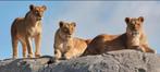 4 kaartjes Emmen Zoo Wildlands, Tickets en Kaartjes, Drie personen of meer, Ticket of Toegangskaart