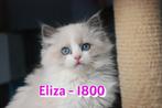Ragdoll Kittens, Dieren en Toebehoren, Meerdere dieren, Gechipt, 0 tot 2 jaar