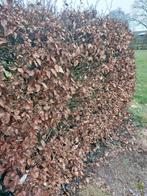 Beukenhaag, Ophalen, Beukenhaag, 100 tot 250 cm