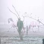 Plek op onze paddock paradise!, Dieren en Toebehoren, Weidegang