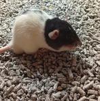 Jonge mannen ratjes (Dumbo/rex/gladhaar), Dieren en Toebehoren, Knaagdieren, Rat, Mannelijk, Tam, Oktober