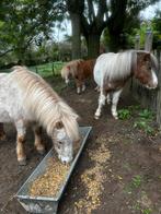 Goed huis gezocht voor onze drie shetlanders, Dieren en Toebehoren, Pony's, Meerdere dieren, Onbeleerd, A pony (tot 1.17m), 11 jaar of ouder