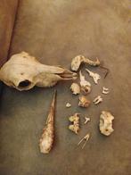 Schedels skelet, Verzamelen, Dierenverzamelingen, Ophalen of Verzenden, Zo goed als nieuw, Wild dier, Schedel