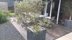 Olijfbomen, Tuin en Terras, Planten | Bomen, Ophalen of Verzenden, Lente, 100 tot 250 cm, Olijfboom