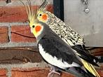 Valkparkiet, Dieren en Toebehoren, Parkiet