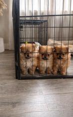 Raszuivere Stamboom Pomeriaan Bearface Pups, Overige rassen, 8 tot 15 weken, CDV (hondenziekte), Meerdere