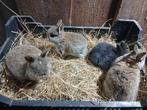 Mooie jonge dwergkonijnen, Dieren en Toebehoren, Konijnen, Mannelijk