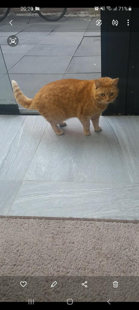 Vrouwelijk kat. Minoes, Dieren en Toebehoren, Katten en Kittens | Overige Katten, Poes