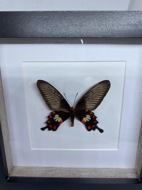 vlinder Pachiliopta Aristolochiae, Verzamelen, Dierenverzamelingen, Nieuw, Opgezet dier, Insect, Ophalen of Verzenden