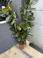 Ficus rubberplant, Tuin en Terras, Planten | Tuinplanten, Ophalen, Zomer, Overige soorten, Volle zon
