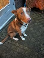 Hond te koop, Particulier, Rabiës (hondsdolheid), 1 tot 2 jaar, Buitenland