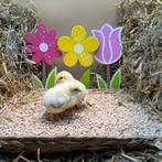 Jonge tamme Sussex kuikens gesekst & ingeënt