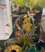 Mannetjes guppen, Vis