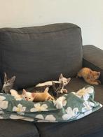 Kittens, Dieren en Toebehoren, Ophalen of Verzenden, Nieuw