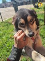 Knuffel Sammy ter Adoptie!, Dieren en Toebehoren, Rabiës (hondsdolheid), Reu, Eén hond, Nederland