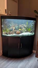 Compleet aquarium Juwel Trigon 350, Dieren en Toebehoren, Vissen | Aquaria en Toebehoren, Ophalen, Gebruikt, Gevuld zoetwateraquarium