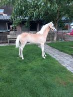 Haflinger hengstveulen en merrie 3 jarig, Dieren en Toebehoren, Hengst
