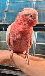 Lutino rose kaketoe super super lief., Dieren en Toebehoren, Vrouwelijk, Papegaai, Geringd
