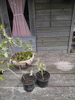 5 Mooie klimplanten Clematis montana kleur wit
5,00 per plan, Tuin en Terras, Planten | Tuinplanten, Ophalen, Volle zon, Vaste plant