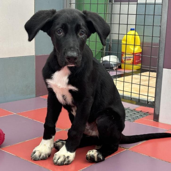 ACE: Dumbolito is op zoek naar een thuis, Dieren en Toebehoren, Honden | Niet-rashonden, Middel, Reu, Particulier, Eén hond, Buitenland