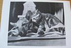 Hond en poes liggen samen - nieuw, Verzenden, 1980 tot heden, Ongelopen, Hond of Kat