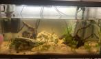 Aquarium met vissen, Dieren en Toebehoren, Ophalen of Verzenden, Zo goed als nieuw
