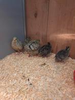 Japanse kwartels, Dieren en Toebehoren, Geslacht onbekend, Tropenvogel, Tam