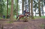 New Forest D pony, Dieren en Toebehoren, Merrie, Springpony, L, 7 tot 10 jaar