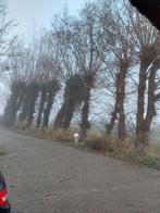 Verse Wilgentakken - Ideaal voor Stekken!, Tuin en Terras, Ophalen of Verzenden, Eenjarig, Volle zon