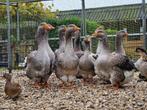 Koppels Toulouse ganzen | 2025 | Raszuiver, Dieren en Toebehoren, Pluimvee, Meerdere dieren, Gans of Zwaan