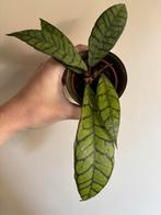 Hoya callistophylla - Geworteld & Nieuwe Groei, Overige soorten, In pot, Minder dan 100 cm, Groene kamerplant