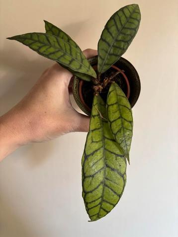 Hoya callistophylla - Geworteld & Nieuwe Groei beschikbaar voor biedingen