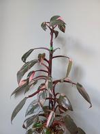 Philodendron Pink Princess stek geworteld, Ophalen of Verzenden, Overige soorten, Minder dan 100 cm