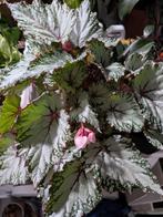 Begonia Coco, Red Kiss, Asian Tundra, Ophalen of Verzenden, Overige soorten, Minder dan 100 cm