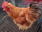 Cochin kriel zijdeveer haan 2025 nog vrij zeldzaam, Dieren en Toebehoren, Pluimvee
