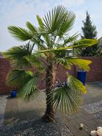 Palmboom 180 cm stam en ongeveer 250 cm hoog zelf uitgraven, Tuin en Terras, Planten | Bomen, Zomer, Volle zon, Ophalen, Palmboom