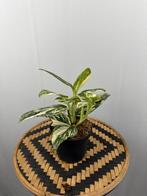 Monstera Standleyana Stardust - Nieuw & Speciaal!, Overige soorten, In pot, Minder dan 100 cm, Groene kamerplant