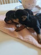 Black&Tan JackRussel pups, beschikbaar per 1 Augustus!, Rabiës (hondsdolheid), Jack Russell Terriër, 8 tot 15 weken, Meerdere