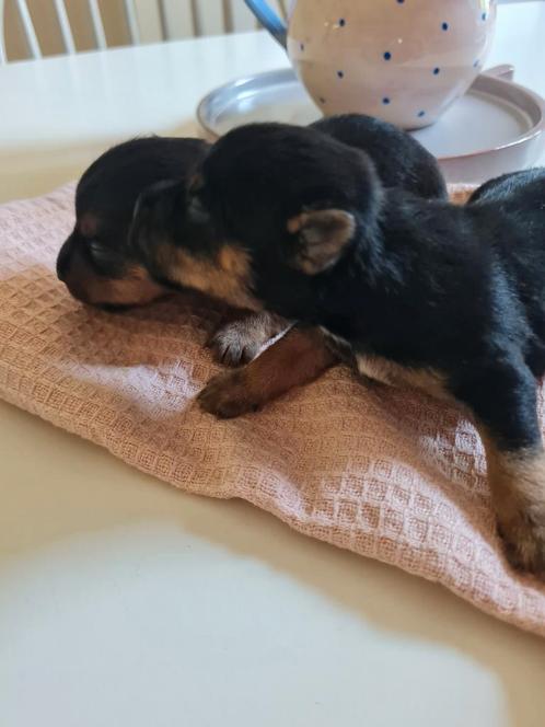 Black&Tan JackRussel pups, beschikbaar per 1 Augustus!, Dieren en Toebehoren, Honden | Jack Russells en Terriërs, Meerdere dieren